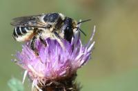 Lithurgus cornutus