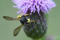 Cerceris rybyensis