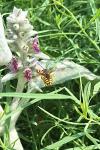 Anthidium manicatum