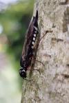Xiphydria camelus
