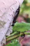 Xiphydria camelus