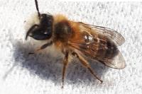 Osmia bicornis