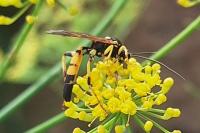 Ichneumon xanthorius