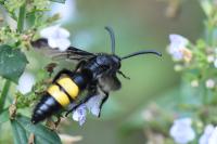 Scolia hirta