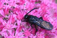 Scolia hirta