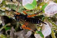 Pimpla