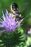 Lithurgus cornutus
