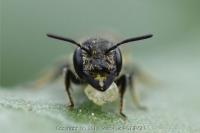 Heriades truncorum