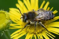 Lithurgus cornutus