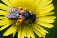 Andrena flavipes