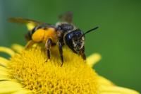 Andrena flavipes