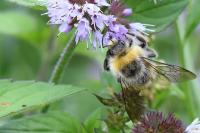 Bombus