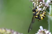 Cerceris quadricincta