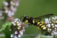 Cerceris quadricincta