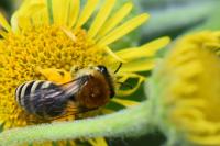 Colletes