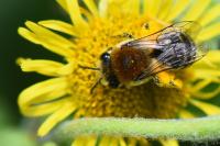 Colletes