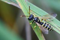 Cerceris quadricincta