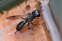Crossocerus megacephalus