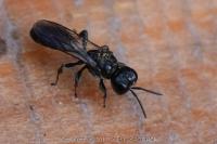 Crossocerus megacephalus