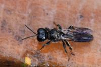 Crossocerus megacephalus