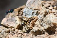 Odynerus spinipes