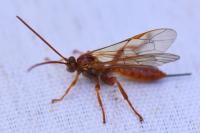 Theronia atalantae