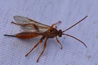 Theronia atalantae