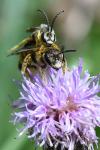 Halictus scabiosae