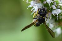 Ancistrocerus trifasciatus