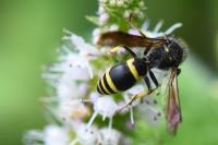 Ancistrocerus trifasciatus