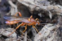 Lymantrichneumon disparis
