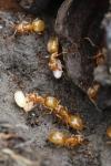 Lasius flavus