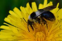 Andrena cineraria