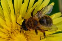 Andrena nigroaenea