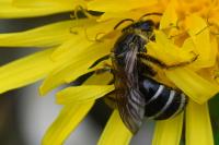 Lasioglossum sexnotatum