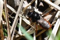 Osmia bicolor
