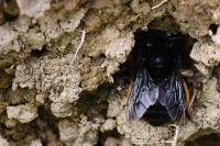 Anthophora retusa