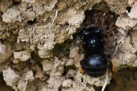 Anthophora retusa