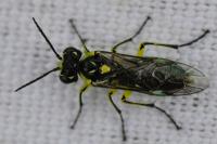 Cytisogaster picta