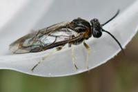 Mesoneura opaca