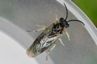 Mesoneura opaca