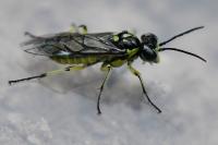 Cytisogaster picta