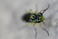 Cytisogaster picta