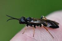 Emphytus cinctus