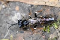 Emphytus cinctus