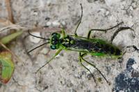 Rhogogaster scalaris