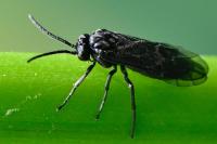 Rhadinoceraea micans