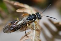 Strongylogaster multifasciata