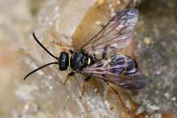 Argogorytes mystaceus