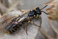 Strongylogaster multifasciata